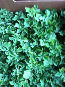 Travonna's Plants
