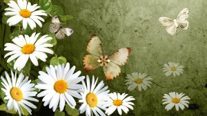 daisy-fresh-hd-wallpaper-333953.jpg